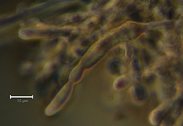 Una crosta a lunghi denti - foto 6727 (Dentipellis fragilis)